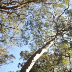 051_Vulcan Nomad Day Ride_Mount Sugarloaf Road