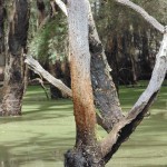 016_Kawasaki Vulcan Nomad Day Ride _ Werakata National Park