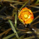 Caves Beach Day Ride_Wallis Creek Watergarden