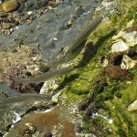 Newcastle Beach Day Ride_Newcastle Beach
