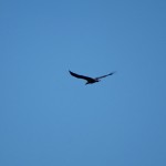 Salamander Bay Day Ride_The Bay