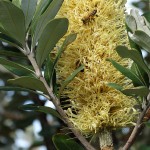 Just A Ride_Day Ride_Munmorah State Conservation Area_Frazer Beach