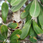 Just A Ride_Day Ride_Munmorah State Conservation Area_Frazer Beach