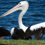 Catherine Hill Bay Day Ride_Swansea_Pelicans