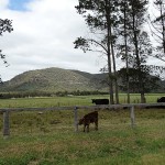 Inland Day Ride_Wollombi Street_Cows
