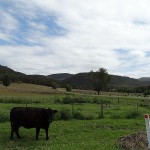 Inland Day Ride_Apple Tree Flat_Cows